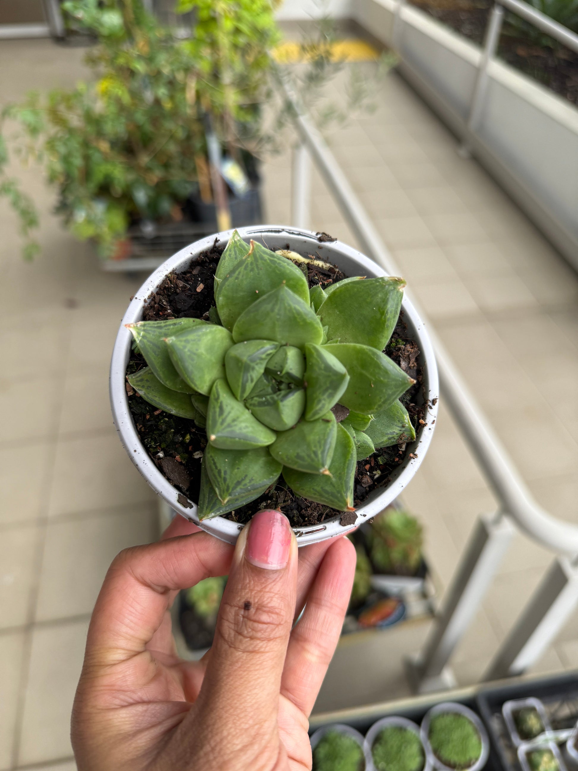 Haworthia