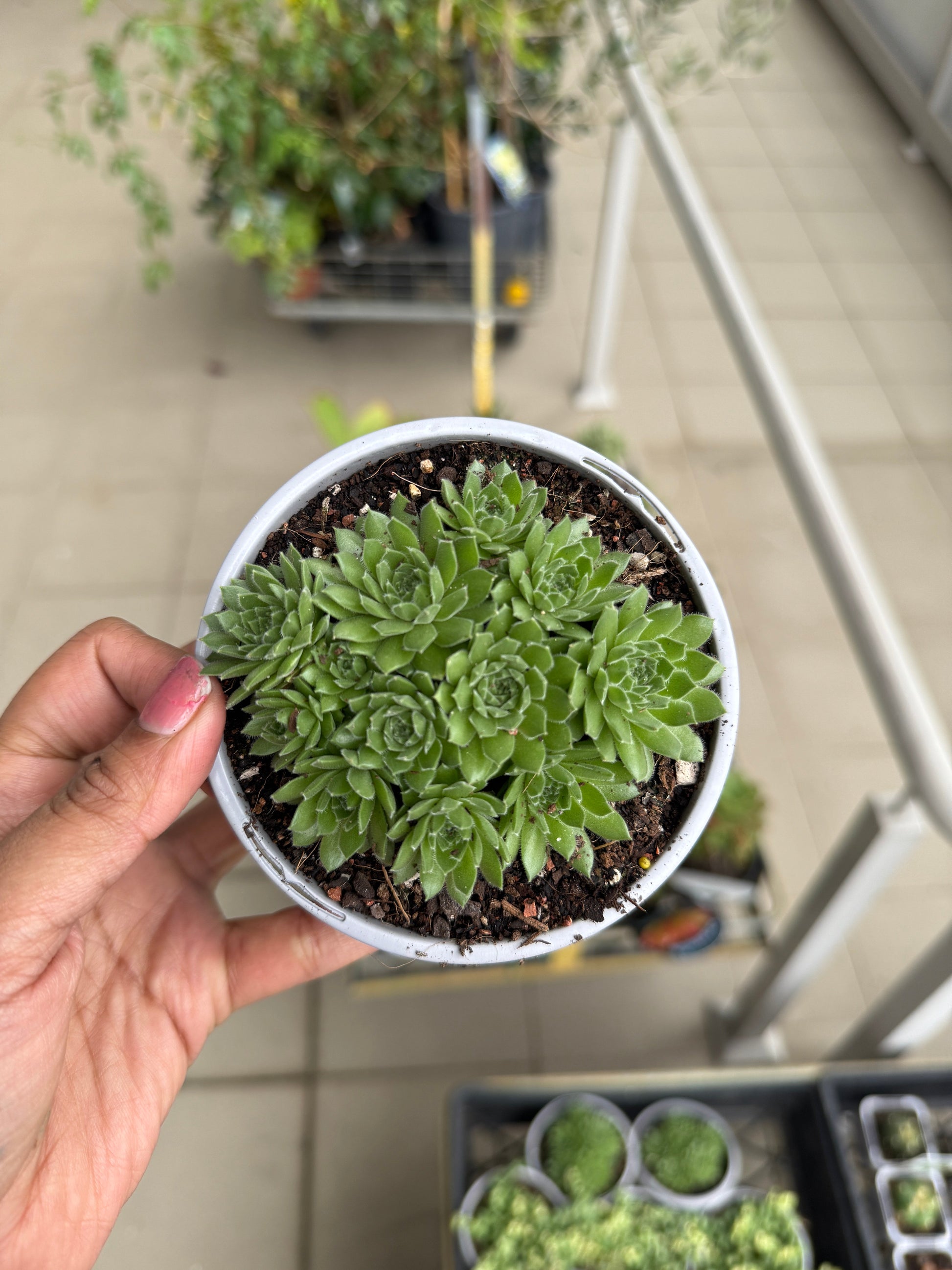 Sempervivum (Hens and Chicks)