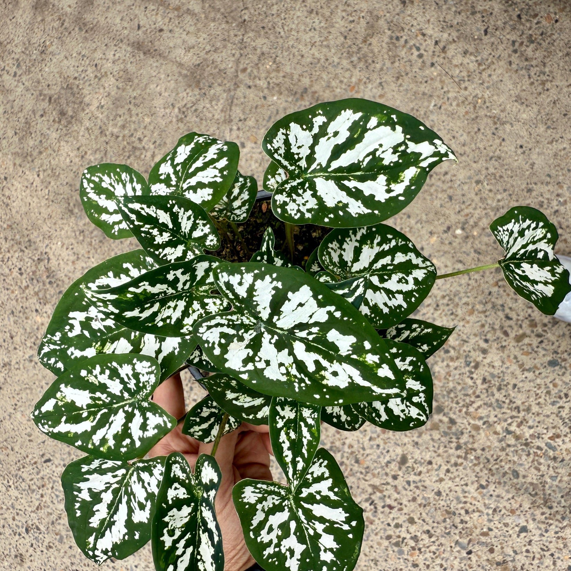 Caladium 'White and Green'