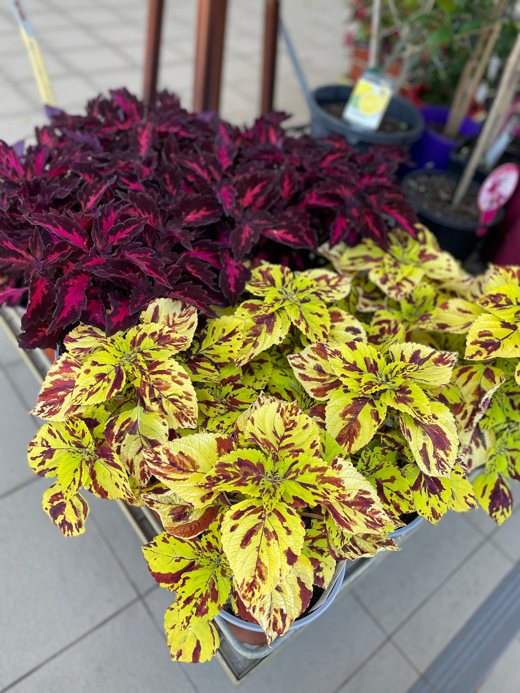 Coleus 'Presidio' (cuttings available)