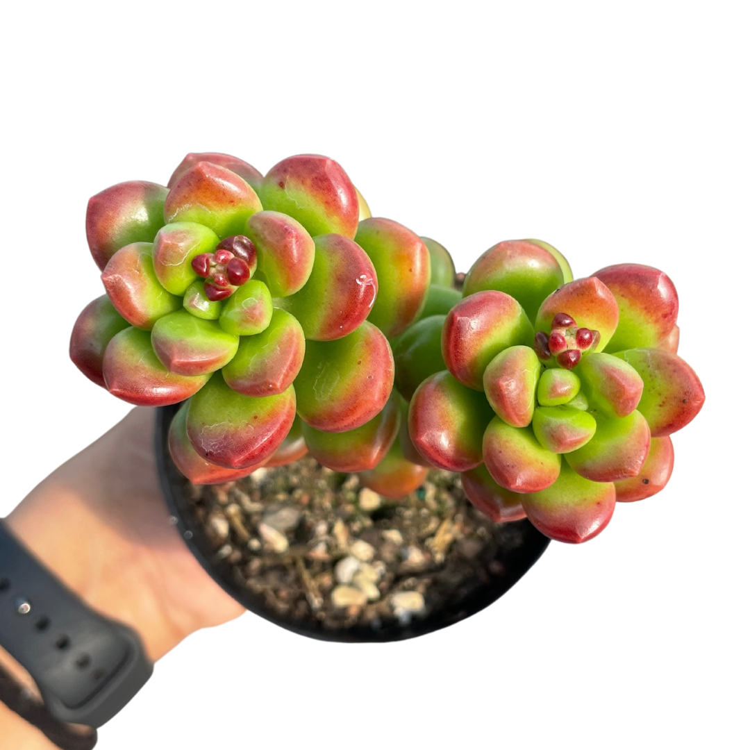 Sedum Lucidum Obesum