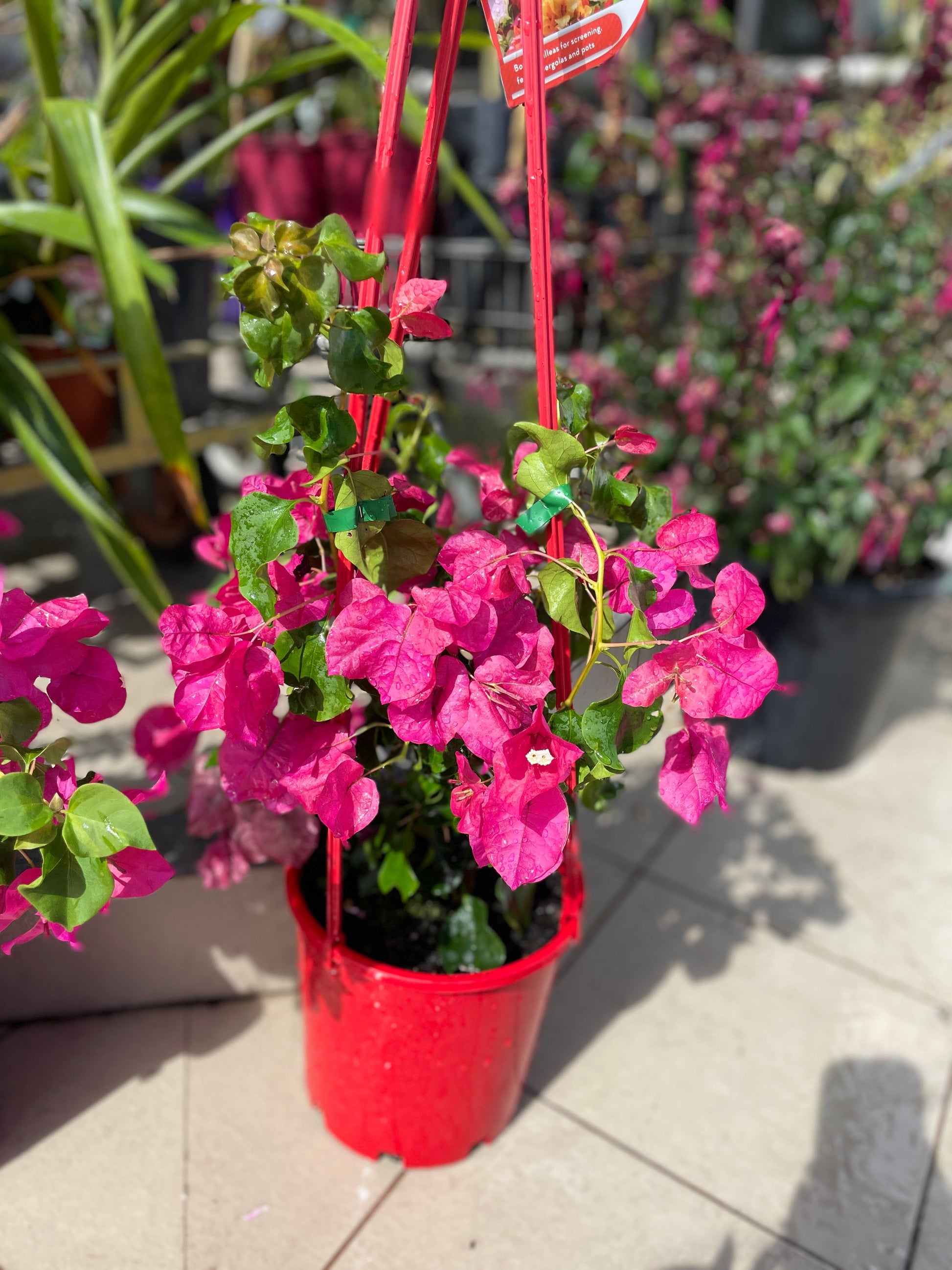 Bougainvillea 'Pretty Pink' Pick up only