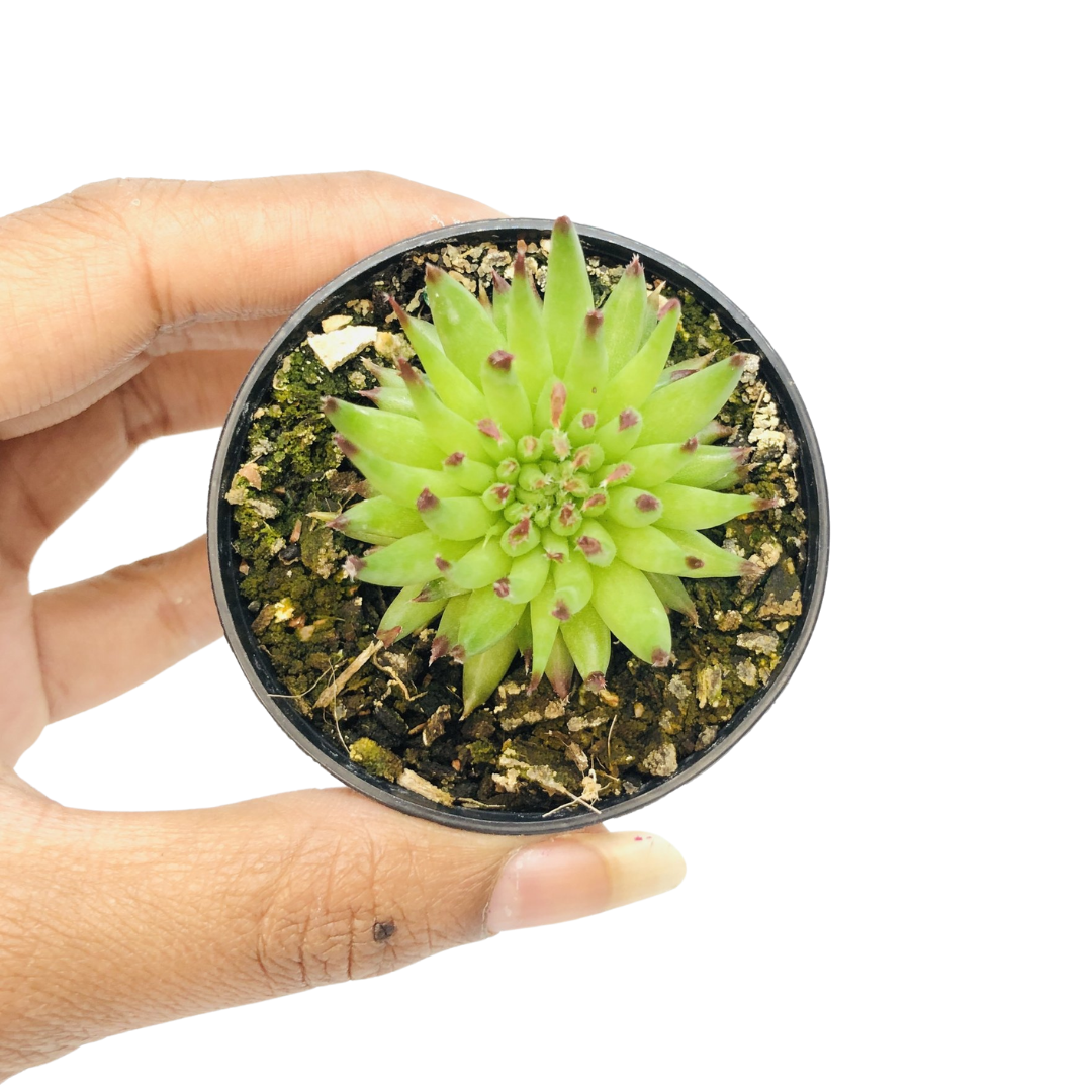 Sempervivum Pettoni