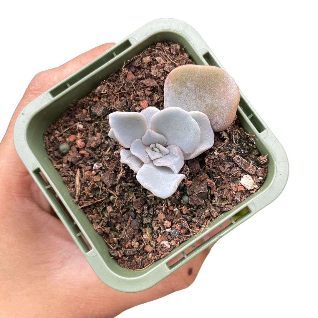 Echeveria 'Crispate Beauty'