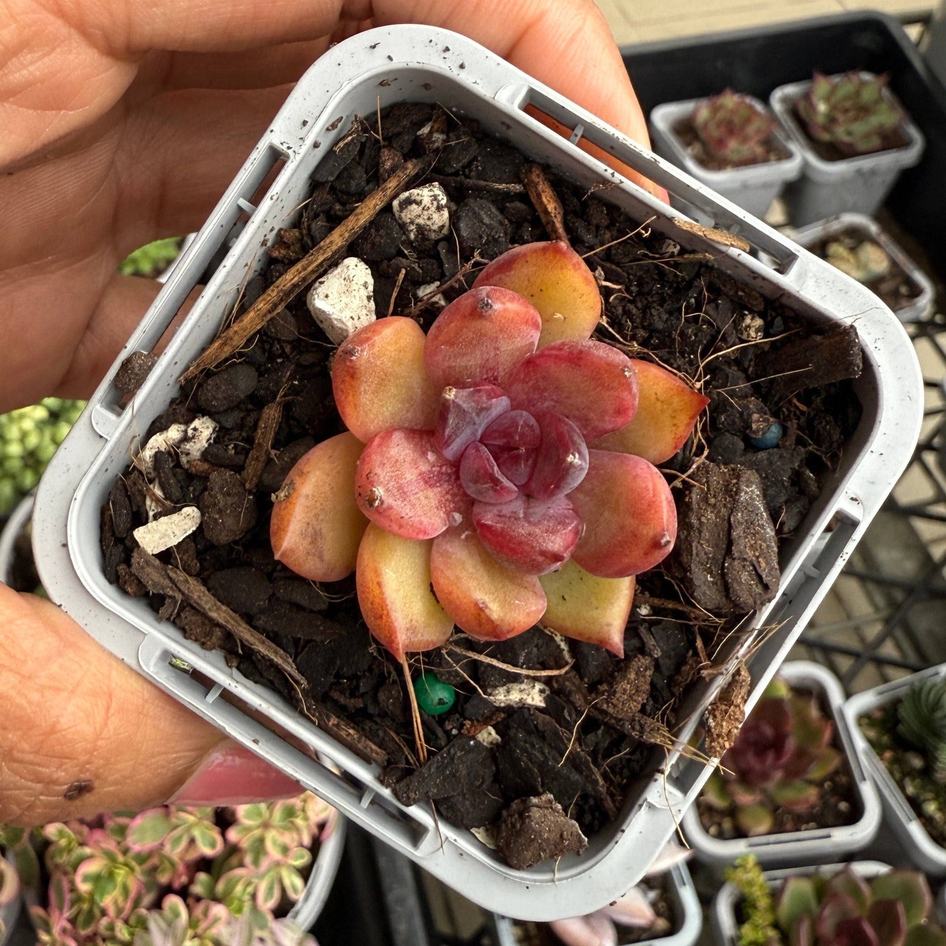 Echeveria 'Floral Sea'