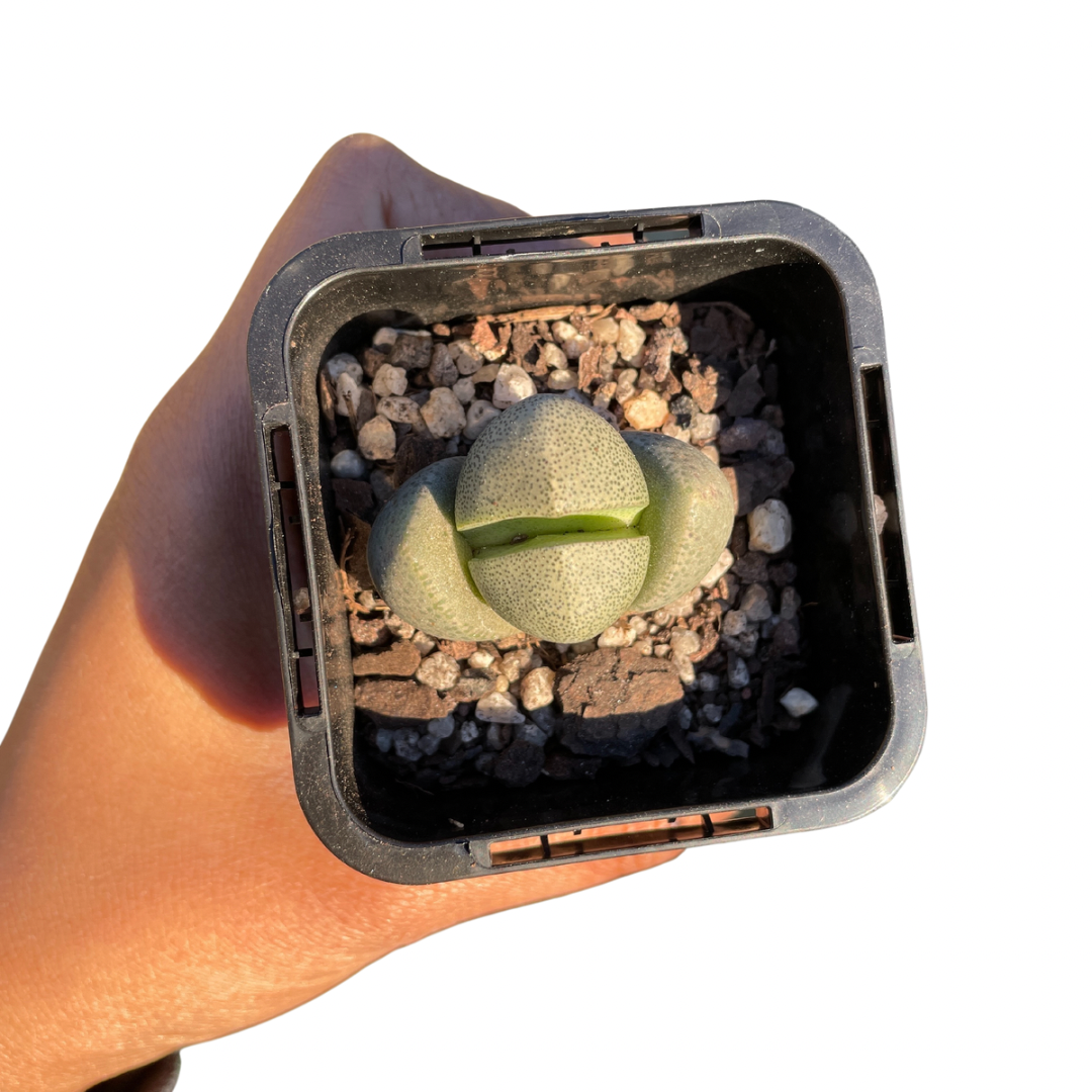 Pleiospilos Rock Succulent