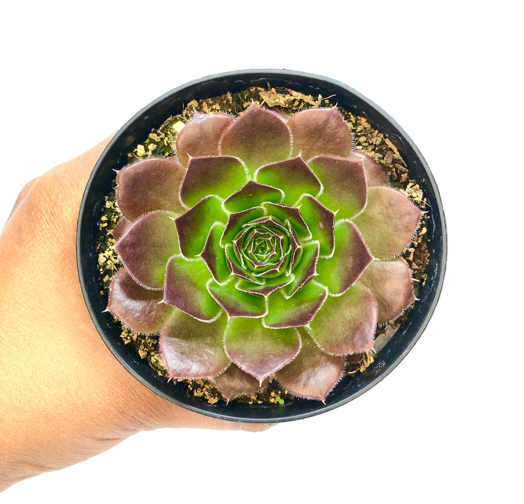 Sempervivum Jovibarba Heuffelii