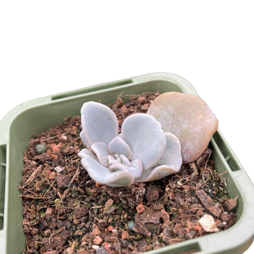 Echeveria 'Crispate Beauty'