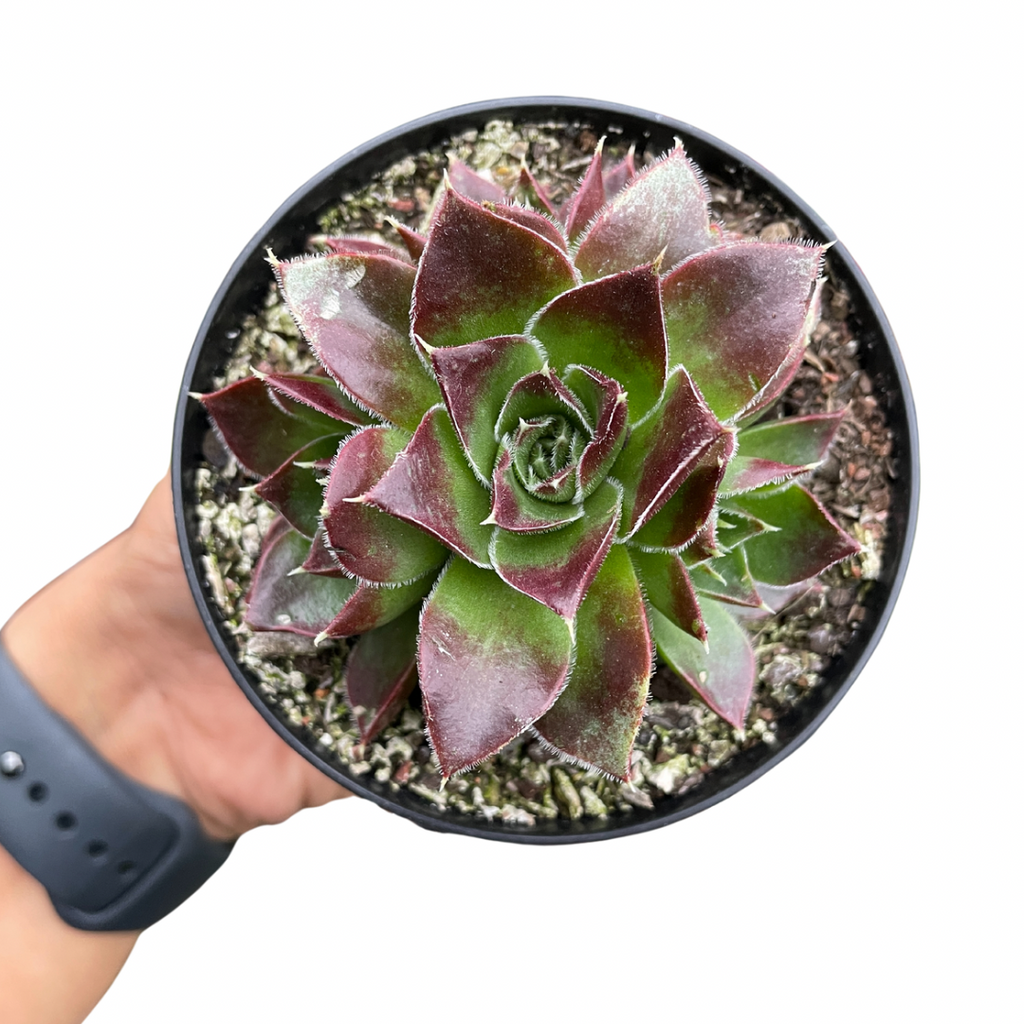 Sempervivum Jovibarba Heuffelii