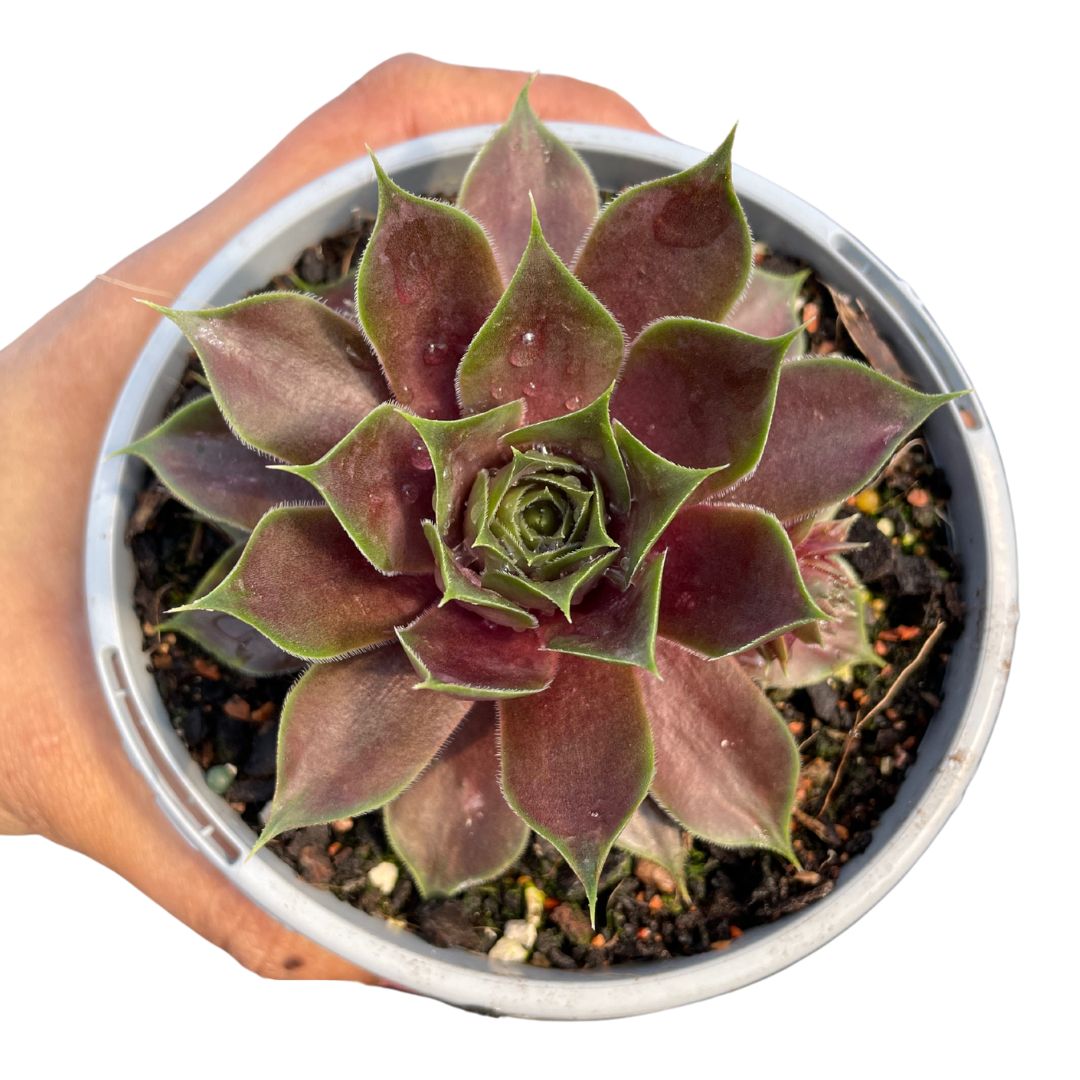 Sempervivum Purple Passion