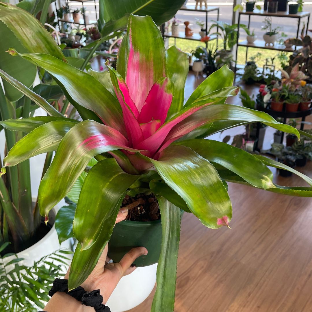 Bromeliad Large (Pick Up)