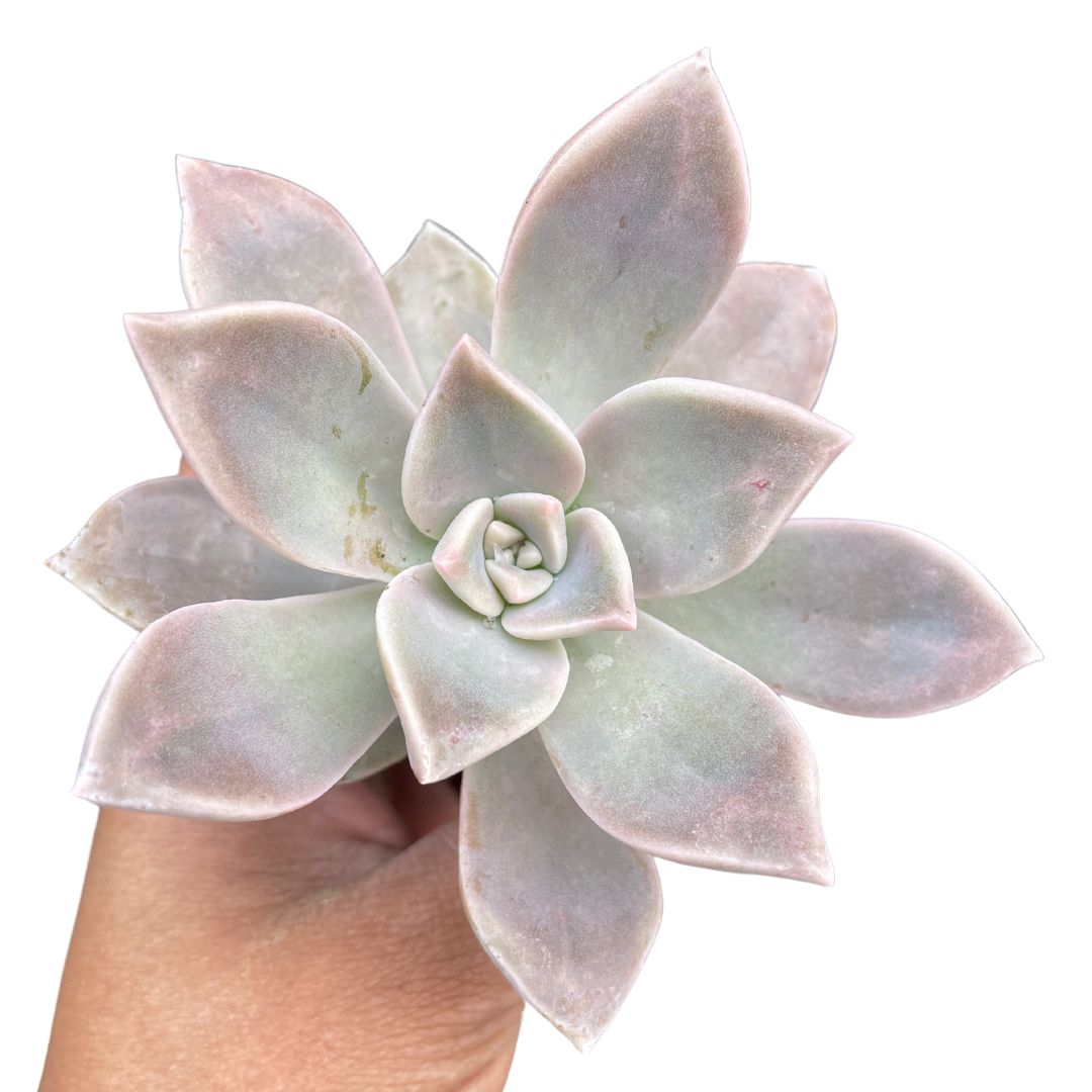 Graptopetalum Danica
