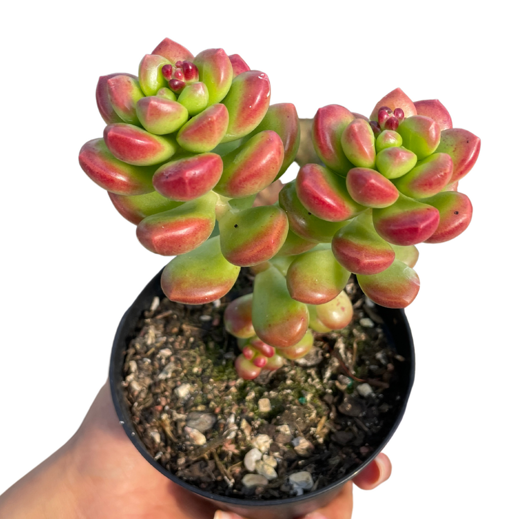 Sedum Lucidum Obesum
