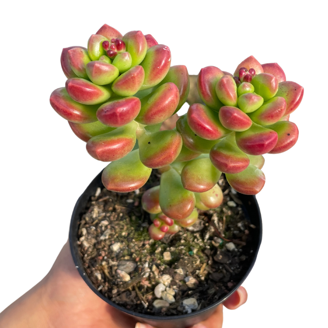 Sedum Lucidum Obesum