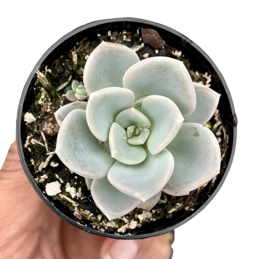 Pachyveria Orpet