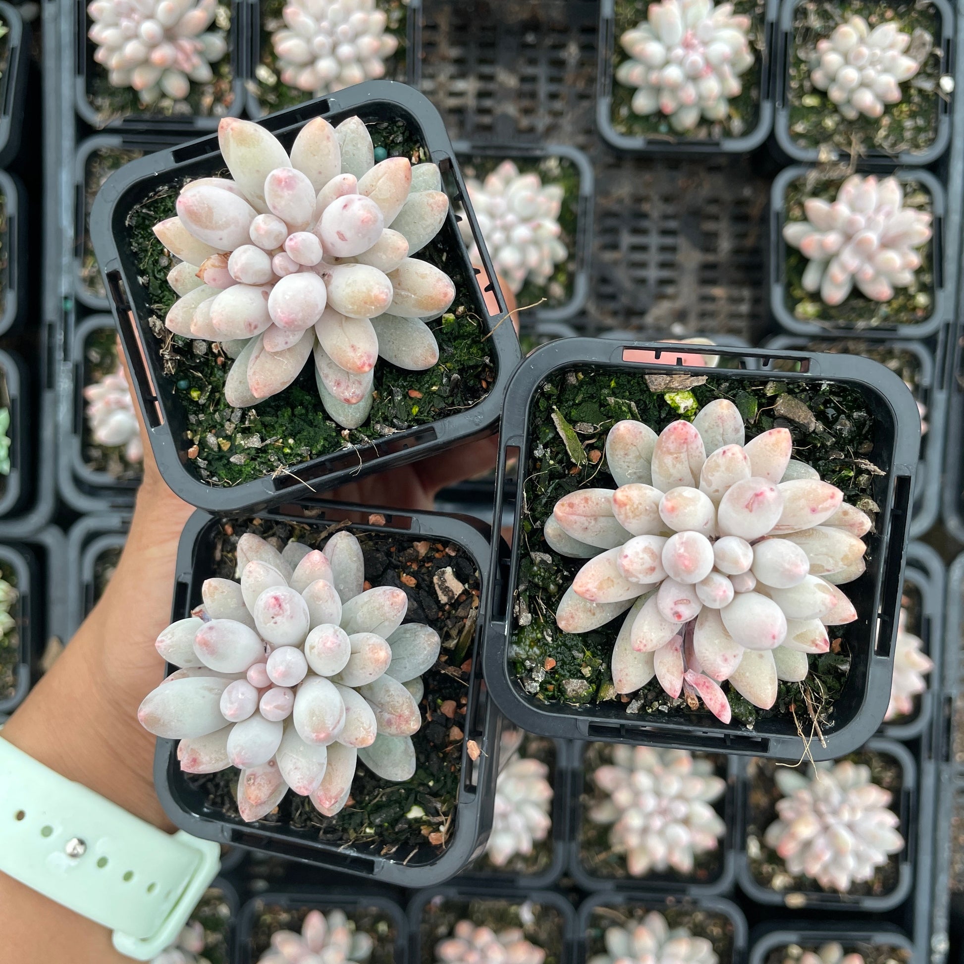 Pachyphytum Baby Fingers