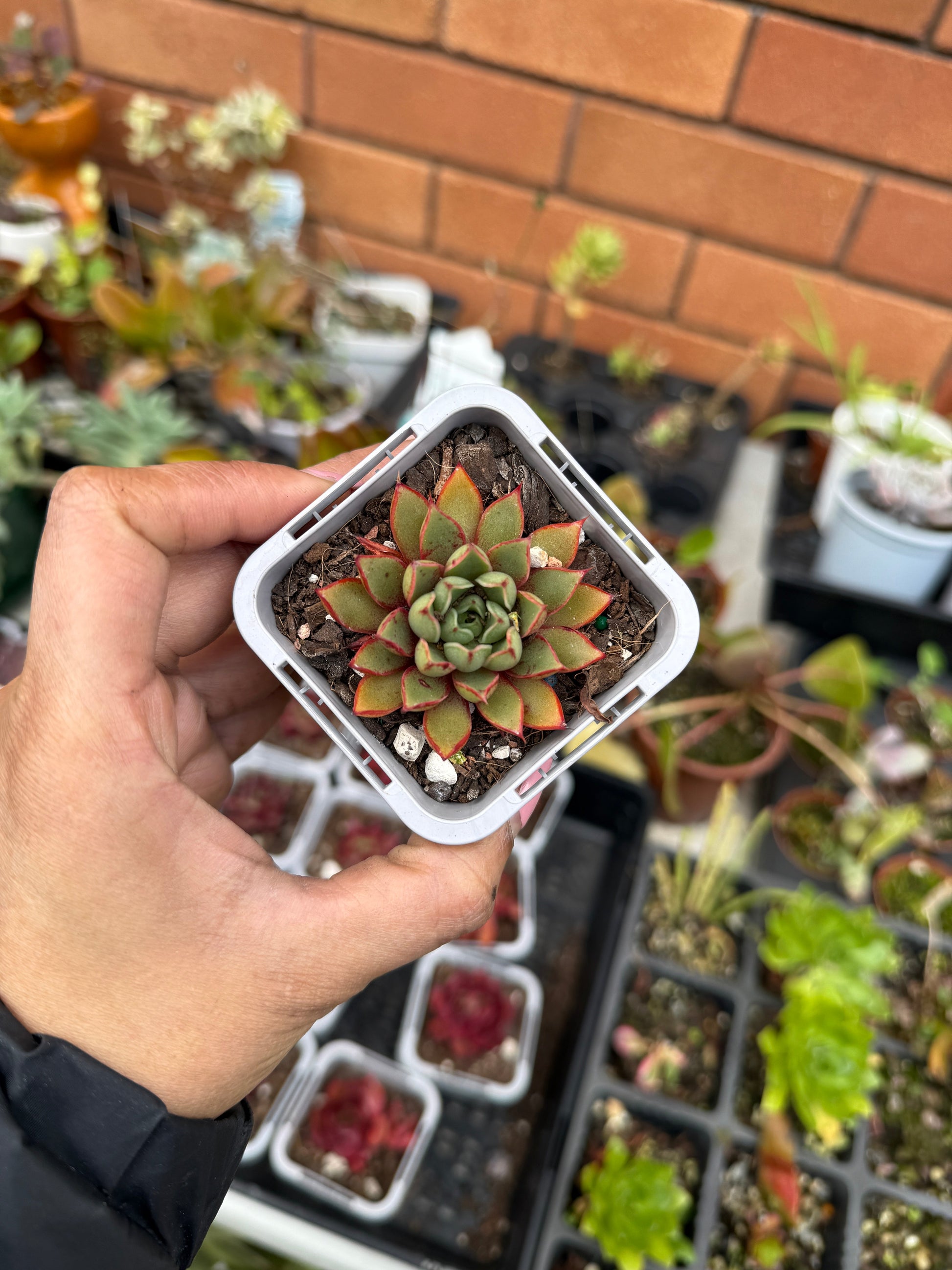 Echeveria ‘Cat’s Eye’