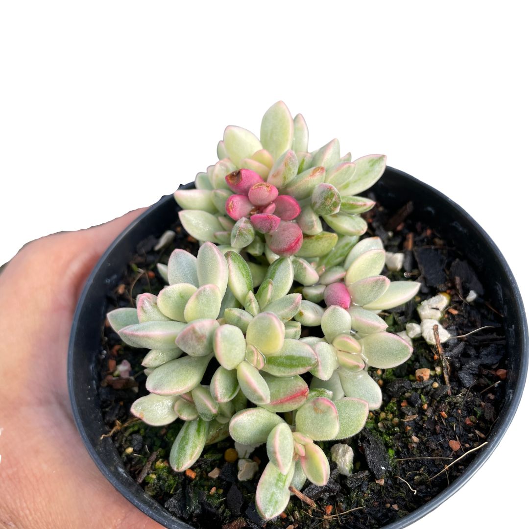 Crassula Rogersii 'Silk Variegata'