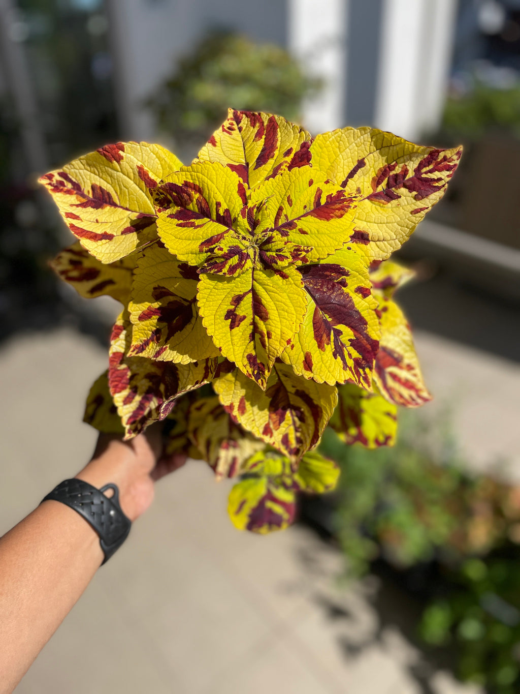 Coleus 'Presidio' (cuttings available)
