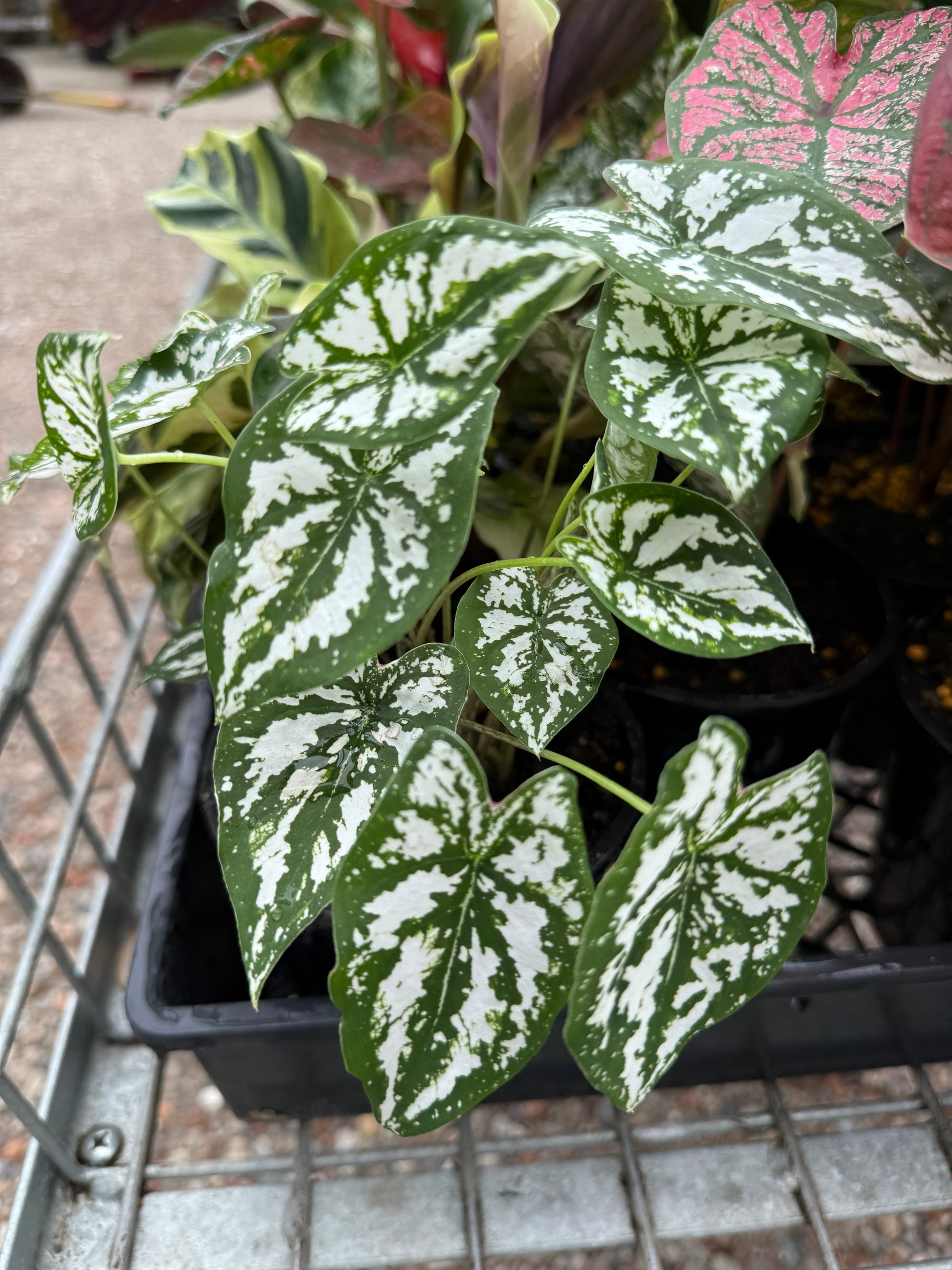 Caladium 'White and Green'