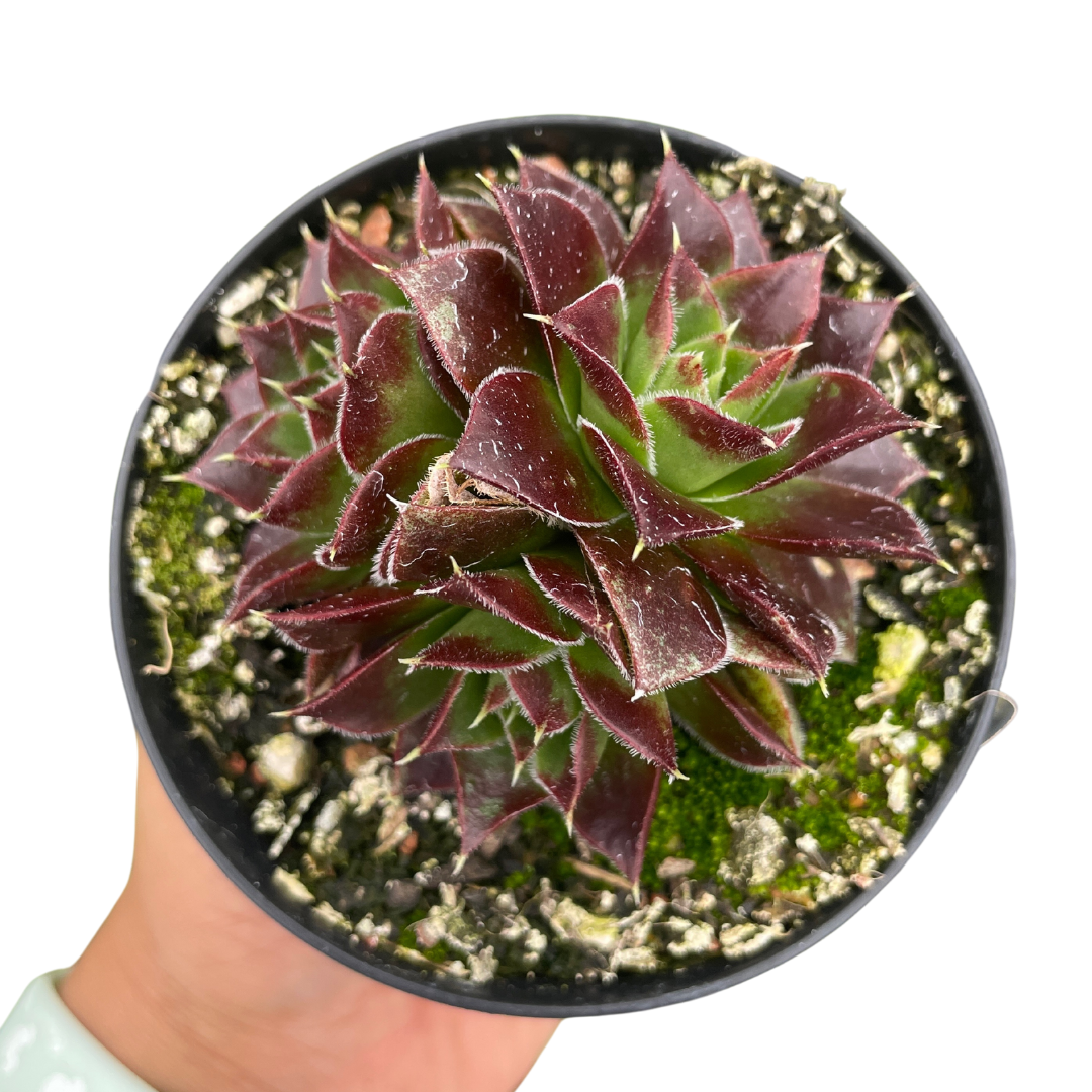 Sempervivum Jovibarba Heuffelii