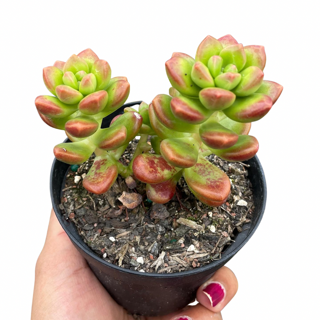 Sedum Lucidum Obesum
