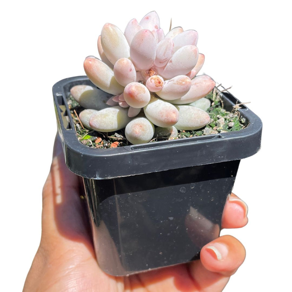 Pachyphytum Baby Fingers