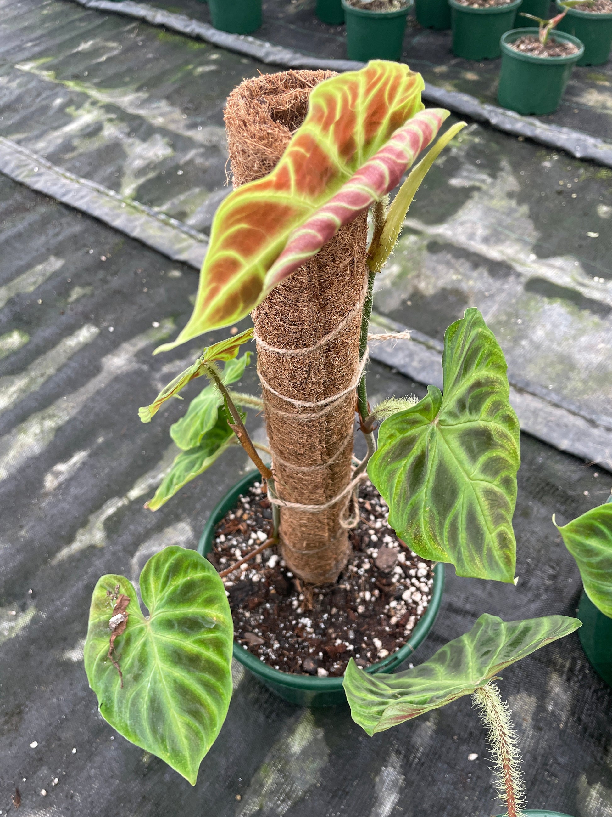 philodendron verrucosum australia Philodendron Verrucosum – Wera Plants