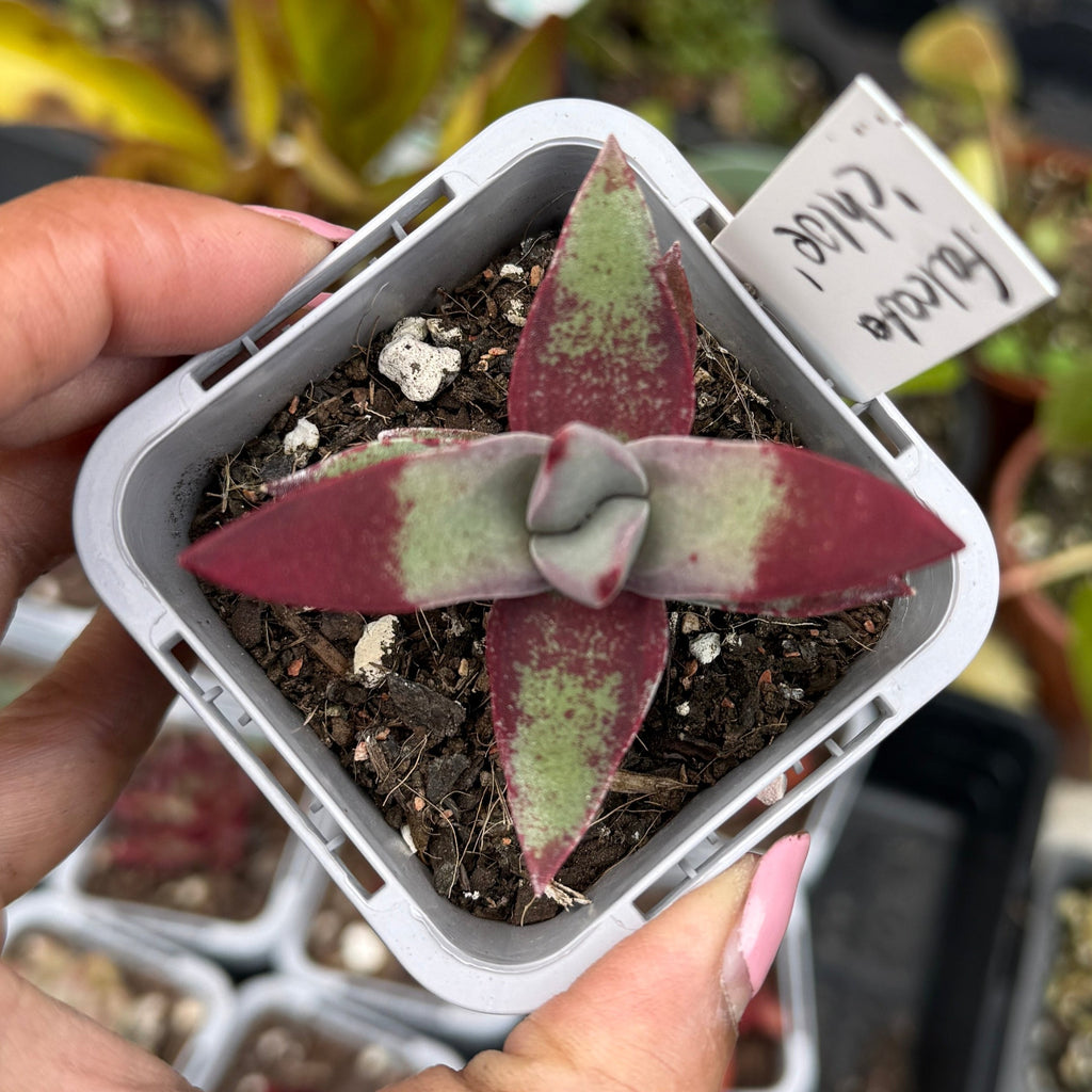 Crassula falcata 'Chloe'