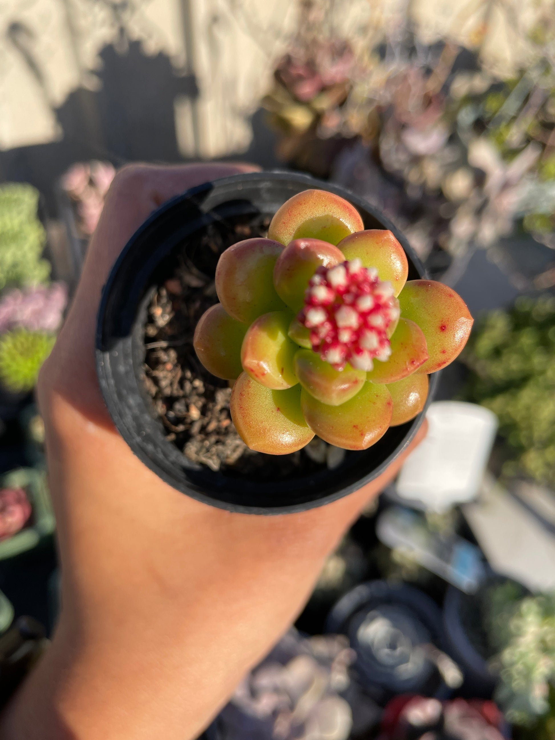 Sedum Obesum