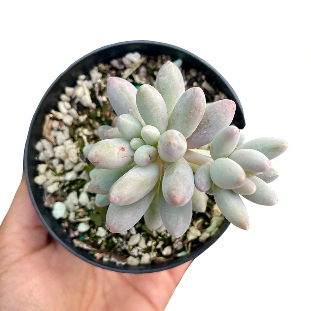Pachyphytum Baby Fingers