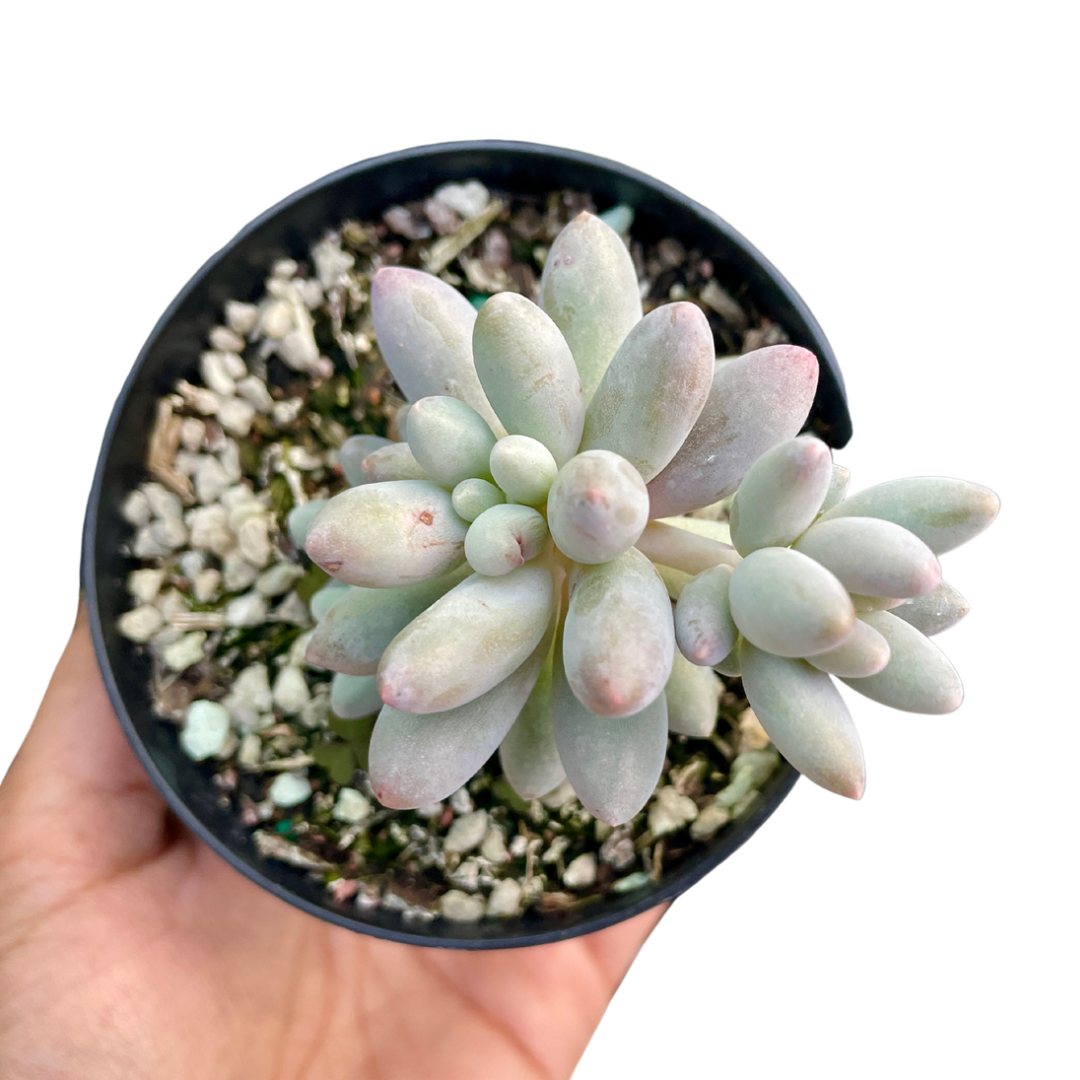 Pachyphytum Baby Fingers