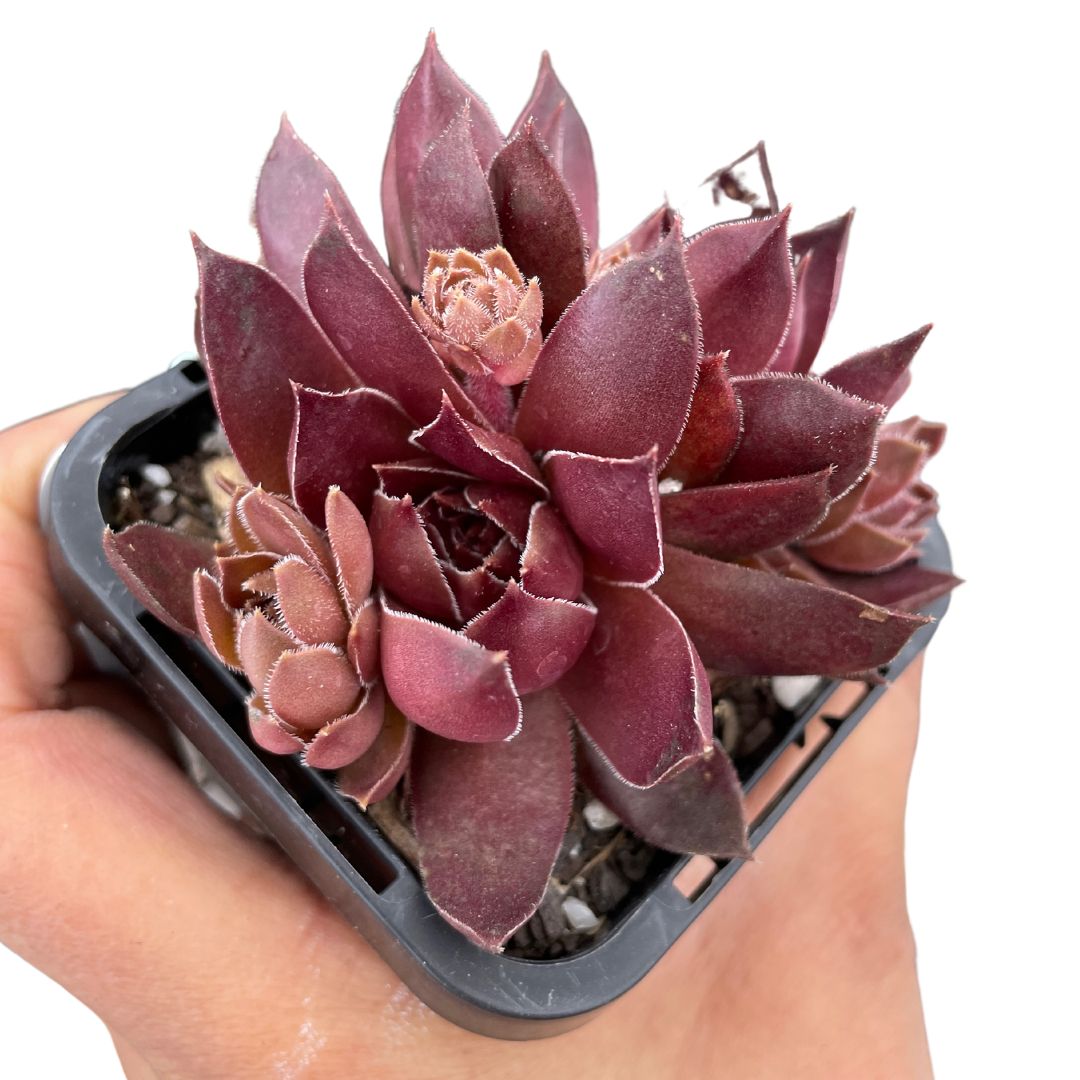 Sempervivum Chocolate Kisses