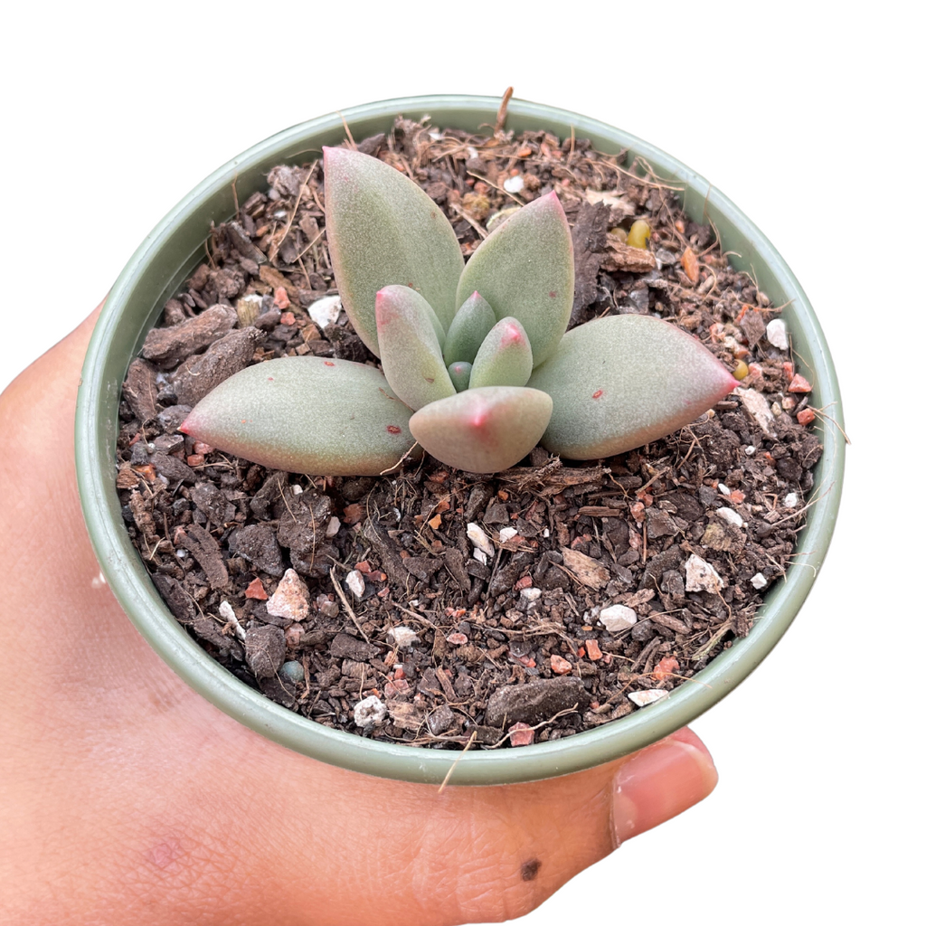 Pachyveria 'Tea Blush'