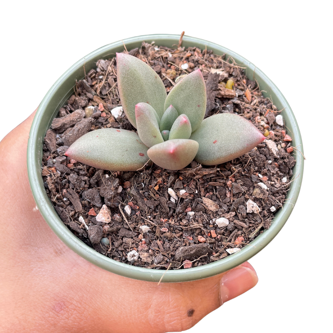 Pachyveria 'Tea Blush'