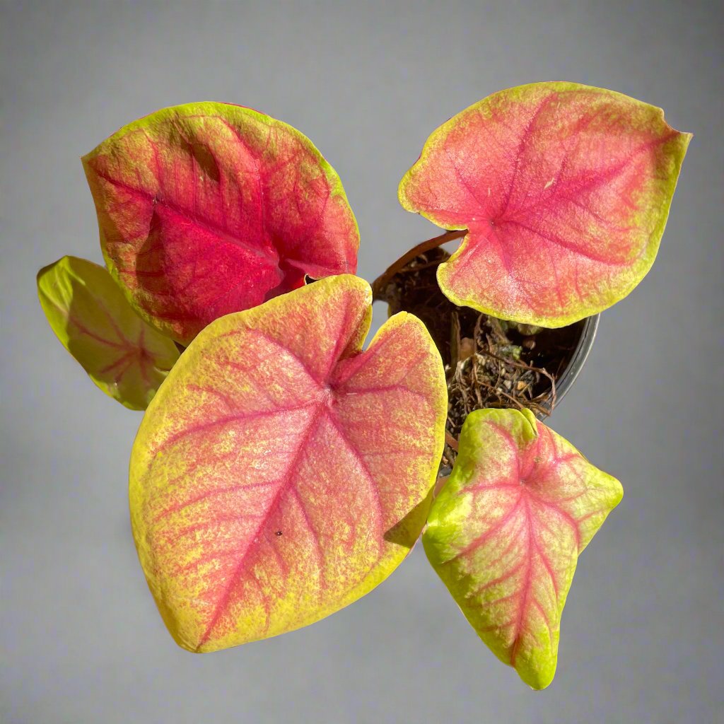 Caladium 'Brilliant Medals'
