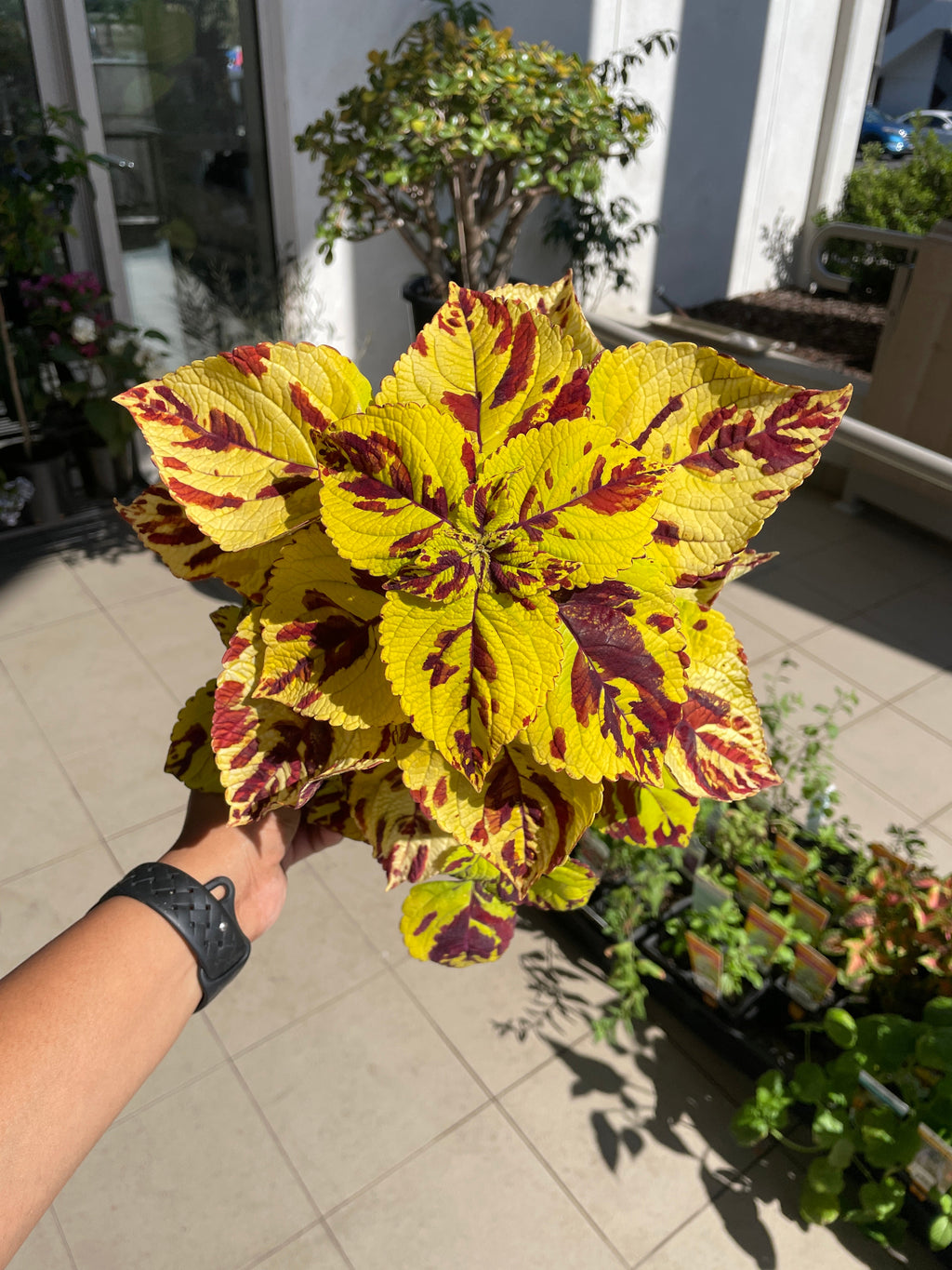 Coleus 'Presidio' (cuttings available)