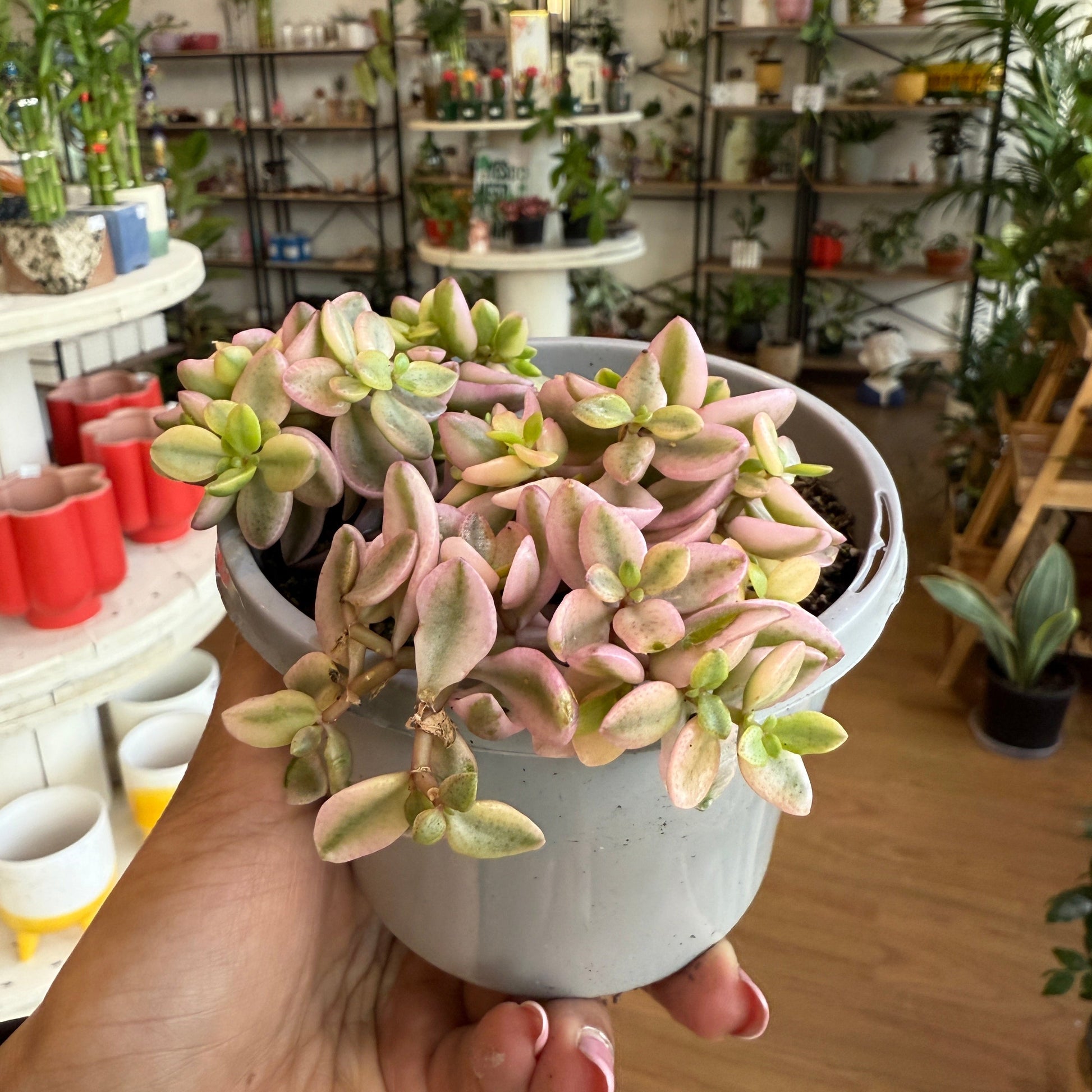 Crassula Volkensii Variegated