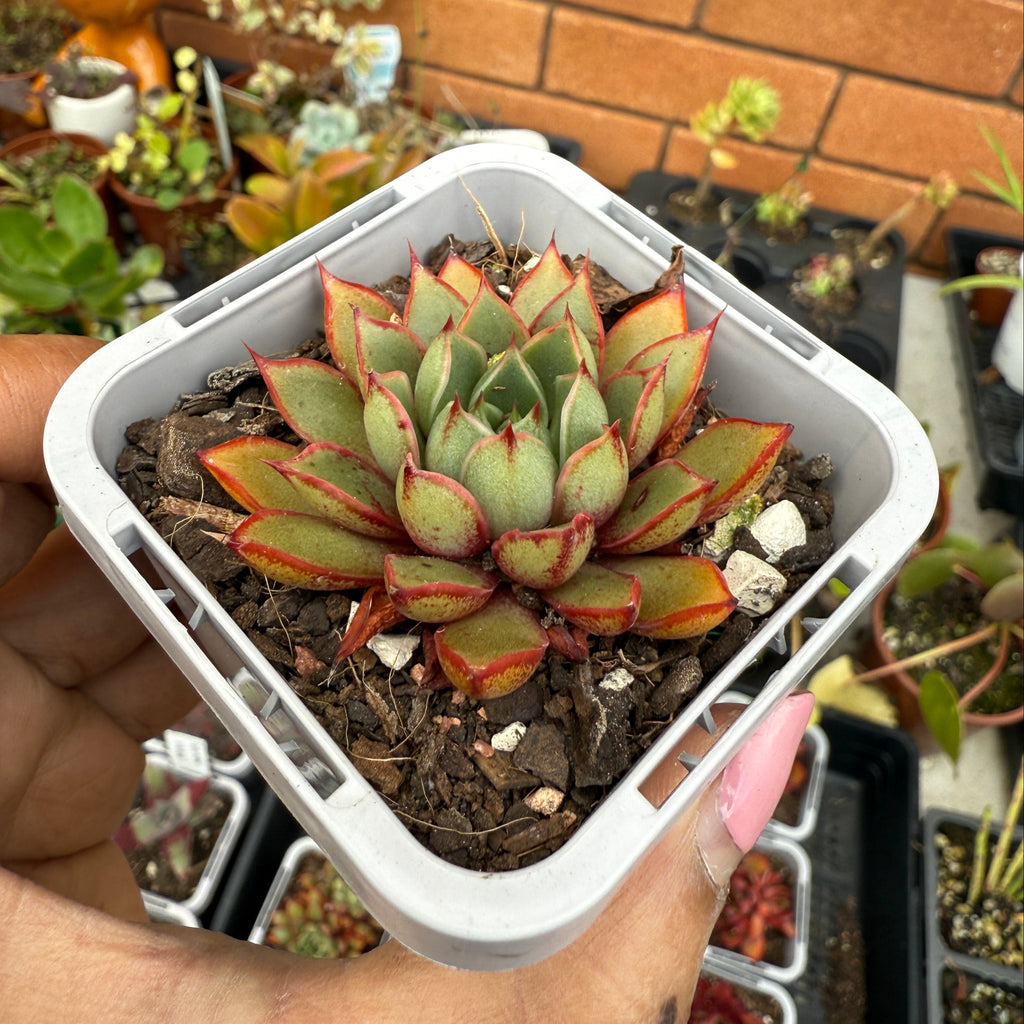 Echeveria ‘Cat’s Eye’