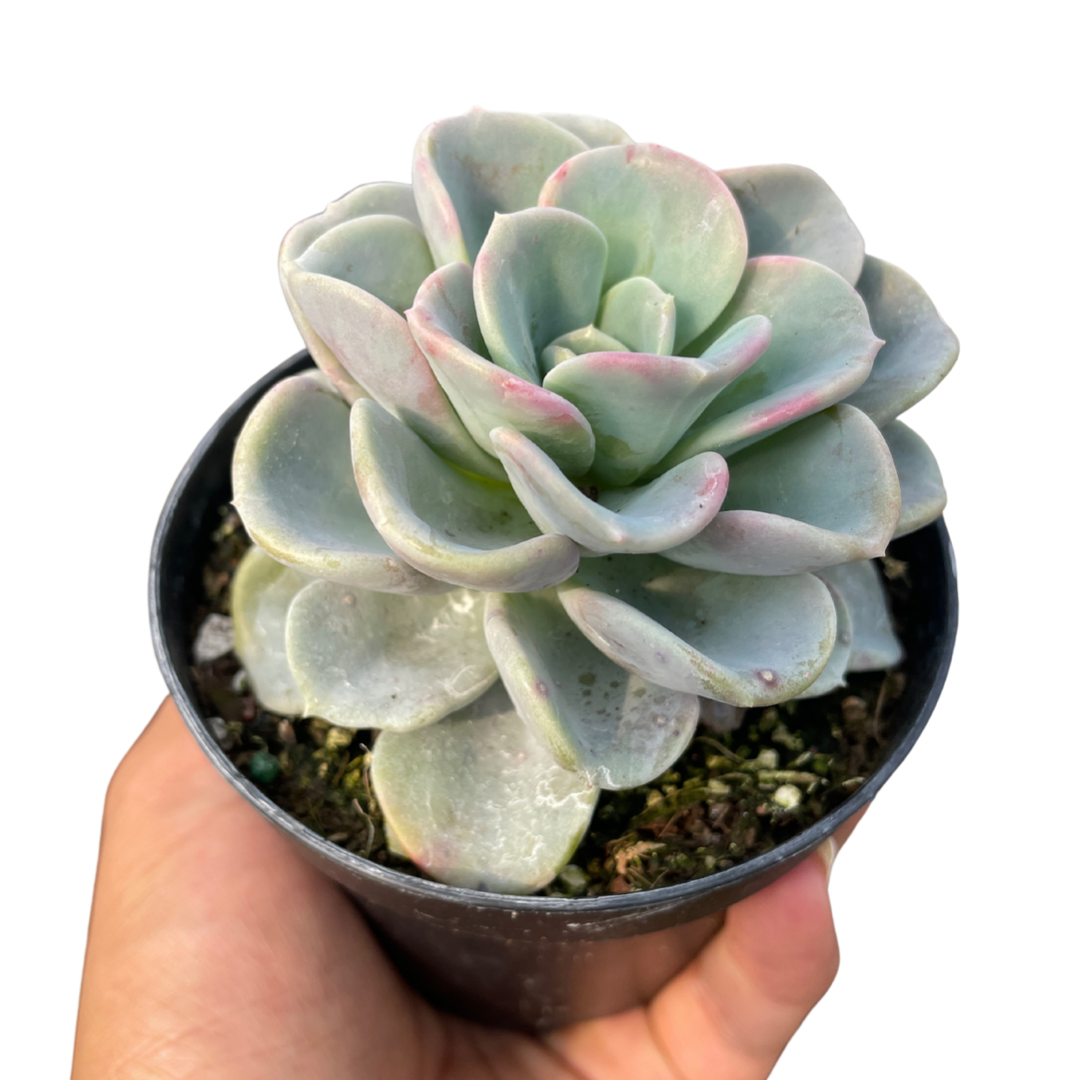 Pachyveria Orpet