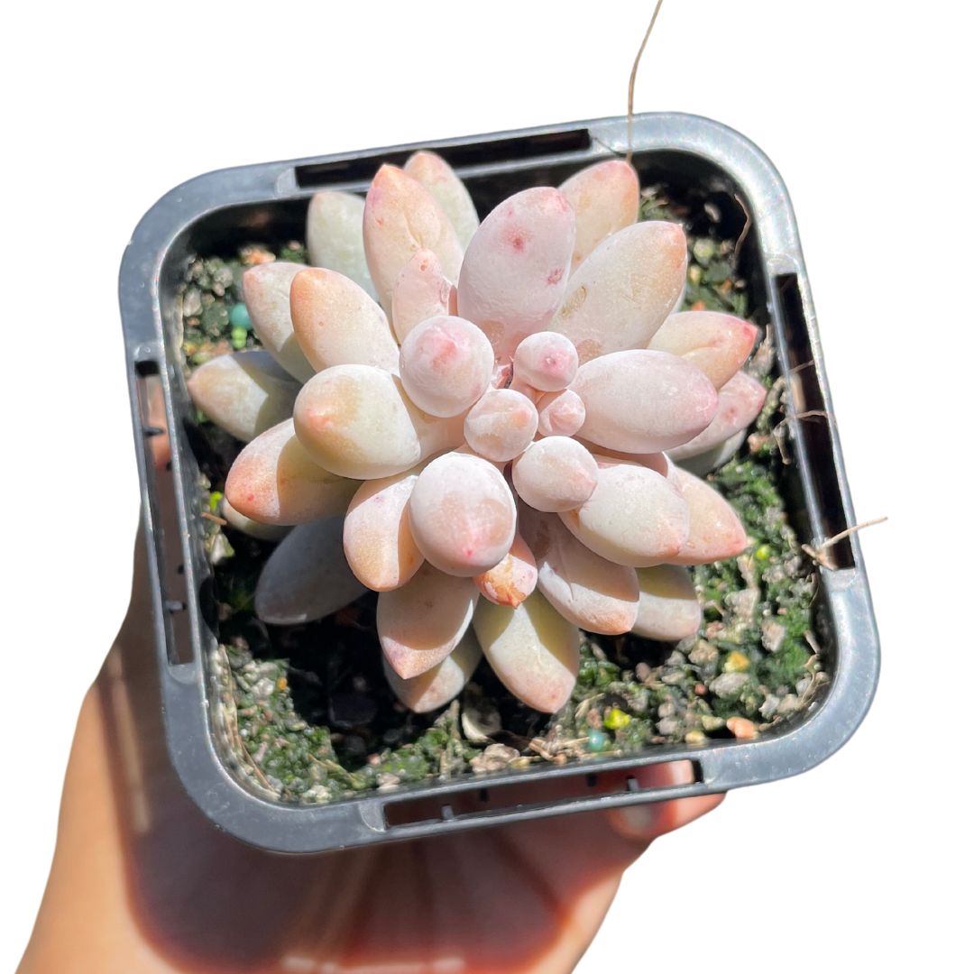 Pachyphytum Baby Fingers