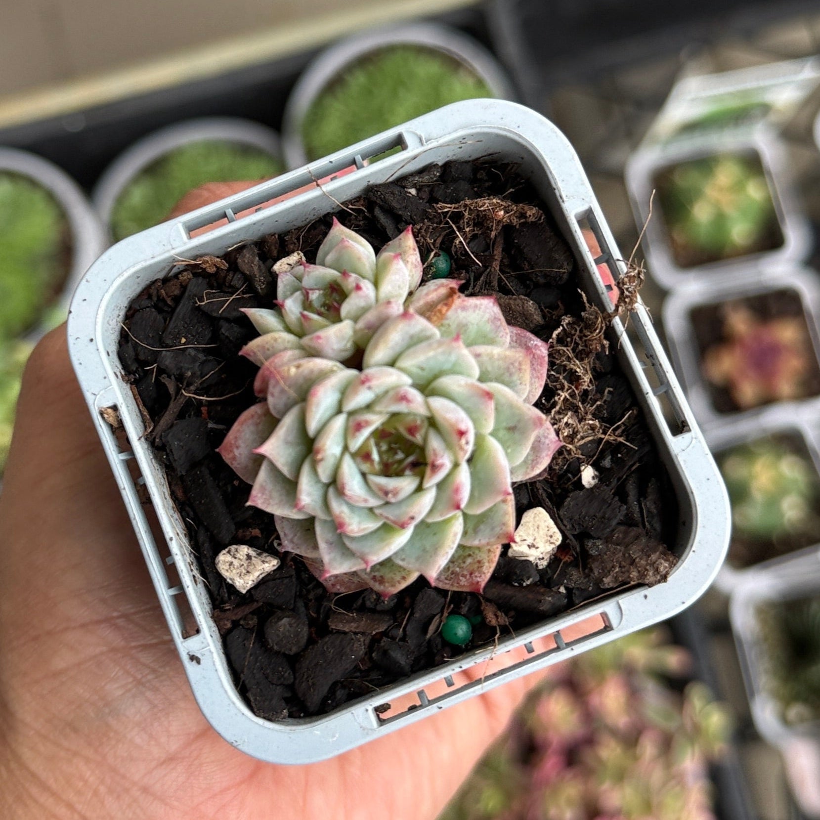 Echeveria ‘Red Velvet’ 🌿❤️