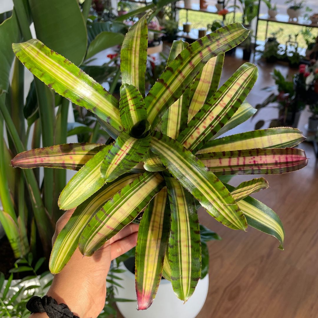 Bromeliad (Pick Up)