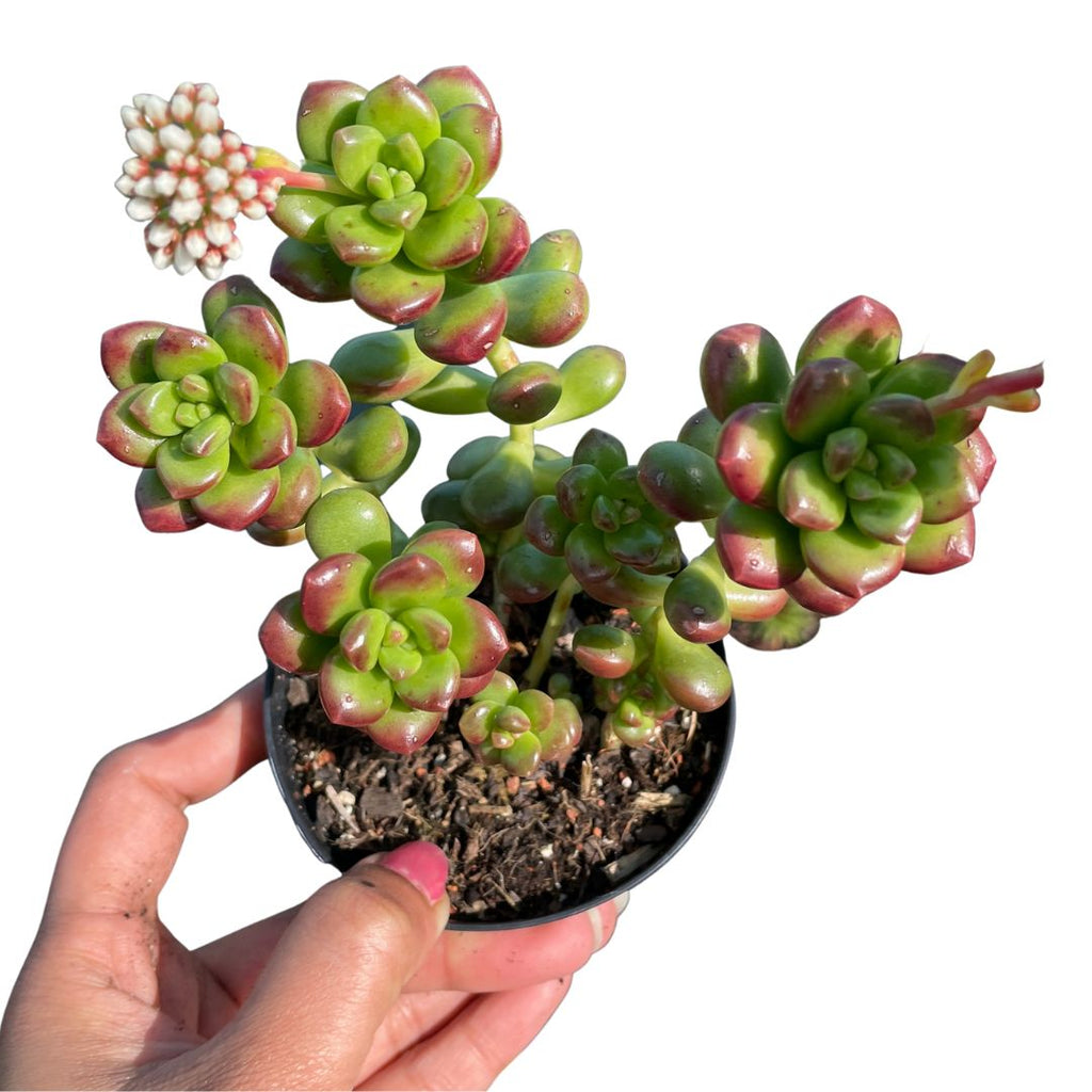 Sedum Lucidum Obesum