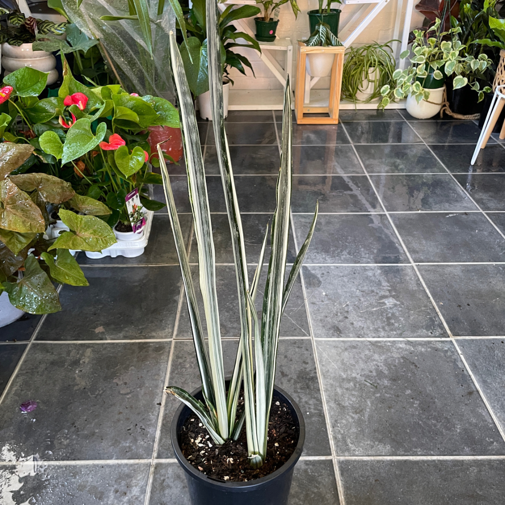 Sansevieria (pick up only)