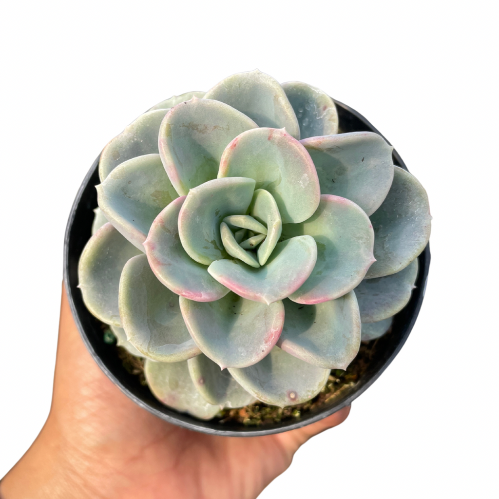 Pachyveria Orpet