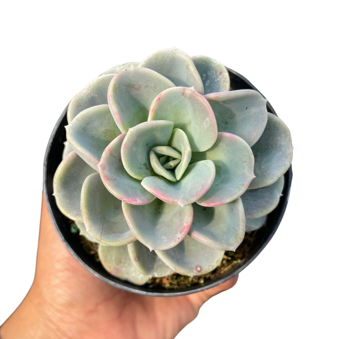 Pachyveria Orpet