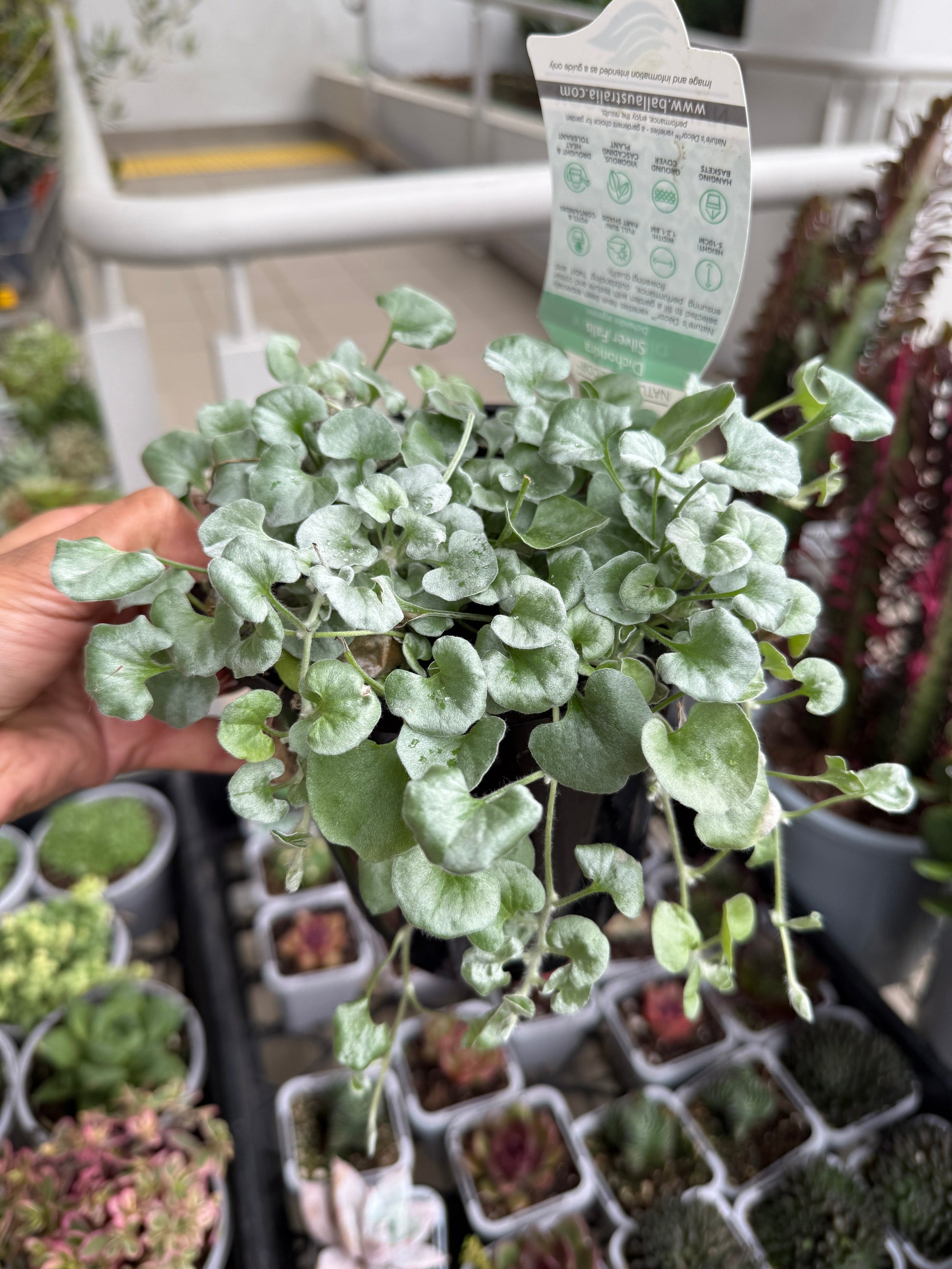 Dichondra 'Silver Falls'
