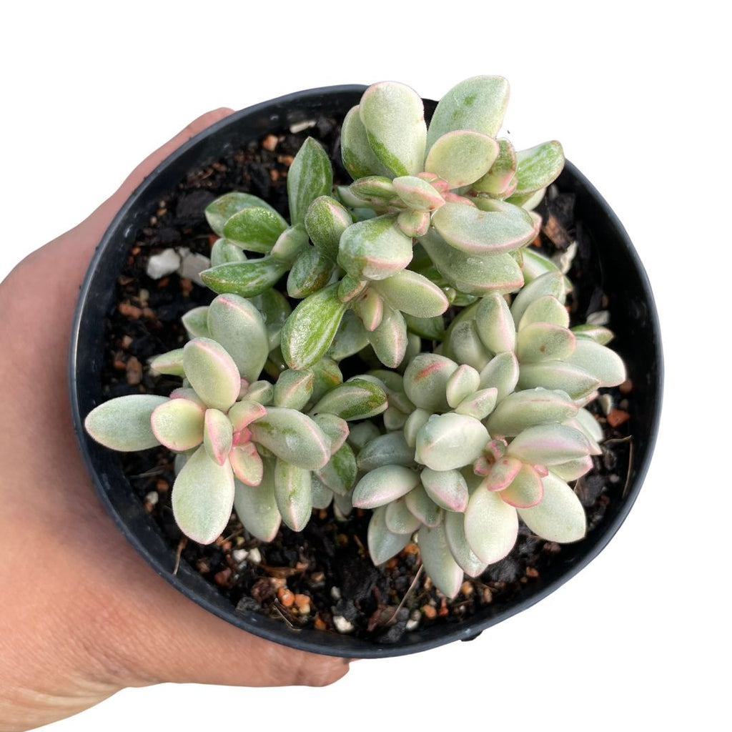 Crassula Rogersii 'Silk Variegata'