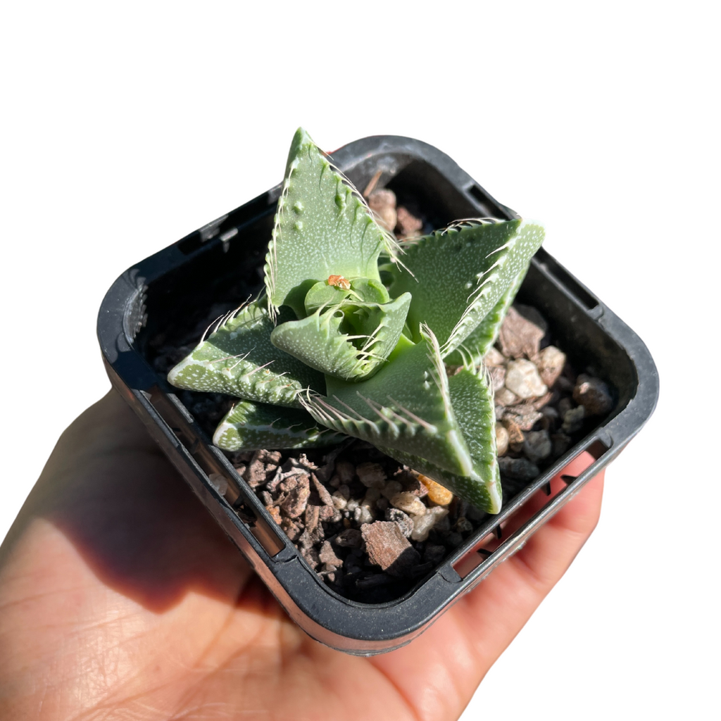 Faucaria Tigrina 'White Spotted Jaws'